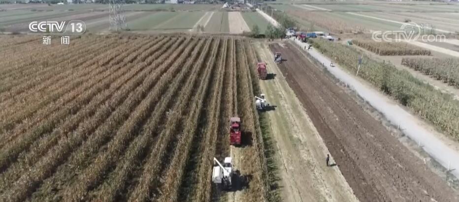 江苏连云港近2万亩玉米大豆带状复合种植喜获丰收