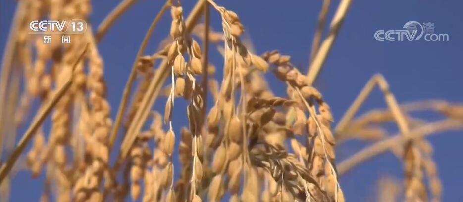 盐碱地变粮仓 鄂尔多斯6.2万亩水稻丰收