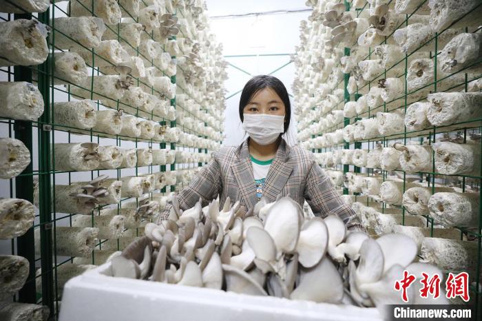 新疆托克逊县：工厂化蘑菇种植丰富老百姓餐桌（图）