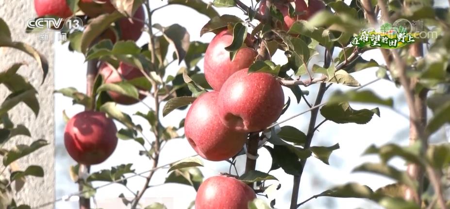 甘肃庆阳苹果年产值达70亿元 带动约10万果农增收致富