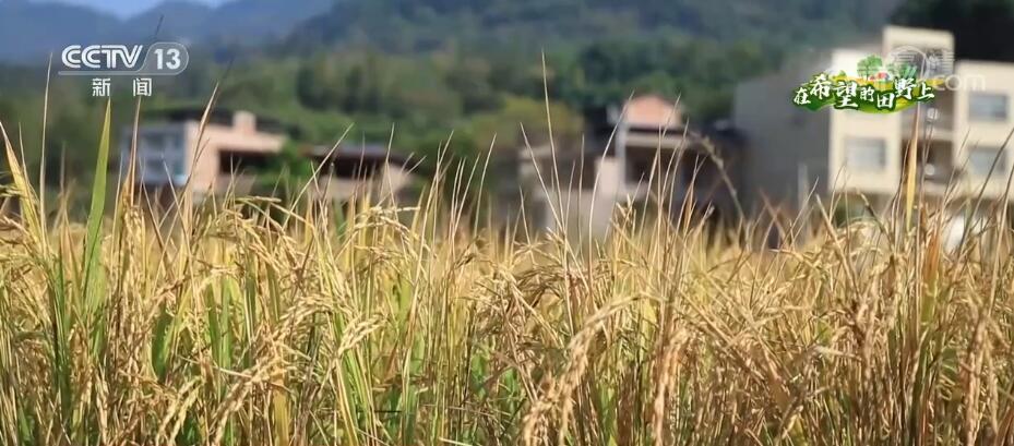 重庆开州10万亩再生稻陆续进入收割期 专家指导保稳产