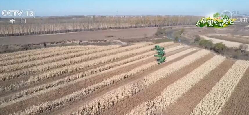 吉林公主岭玉米大豆迎丰收 预计10月底收割完毕