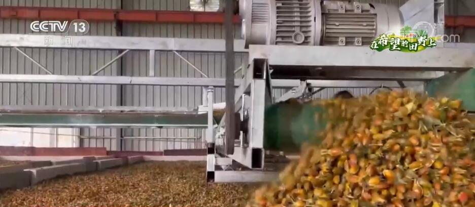 6万亩黄栀子成熟开采 成为群众增收“致富果”