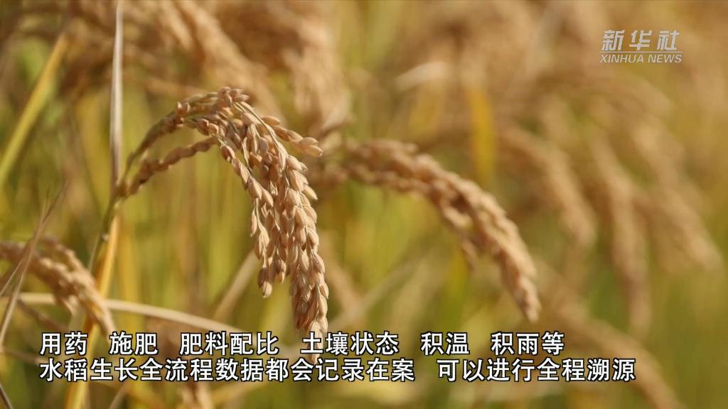 新华全媒+丨天津：科技助力水稻品质与产量双提升