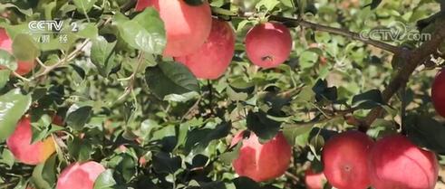 老果园结出“新果子” 创新品种助农增收