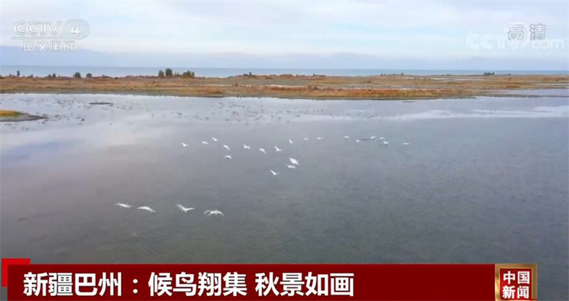 中国多地迎来迁徙候鸟 绘成一幅幅美丽和谐的生态画卷