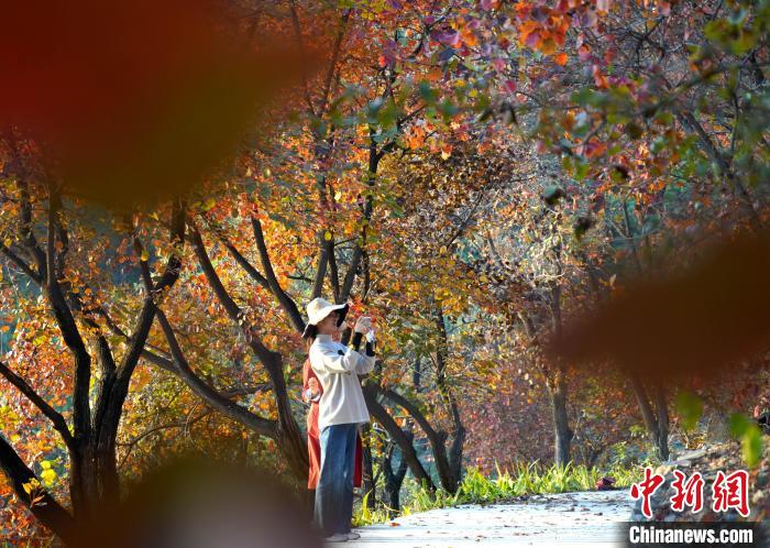 游客在山东省临沂市沂南县龙宿山上拍摄红叶。　尹君 摄