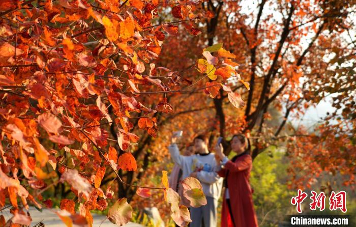 10月24日，游客在山东省临沂市沂南县龙宿山上拍摄红叶。　尹君 摄