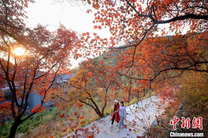 10月24日，游客在山东省临沂市沂南县龙宿山上赏叶游玩。　杜昱葆 摄
