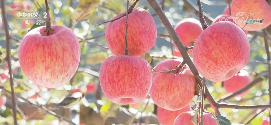 23万亩山地苹果获丰收 “变身”农民增收致富支柱产业