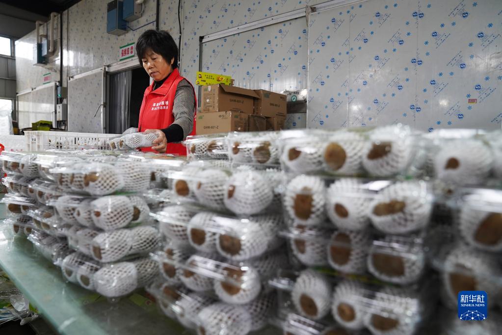 江西奉新：猕猴桃丰收采摘忙