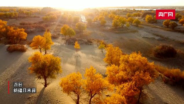 新疆且末：大漠胡杨展示生命如歌