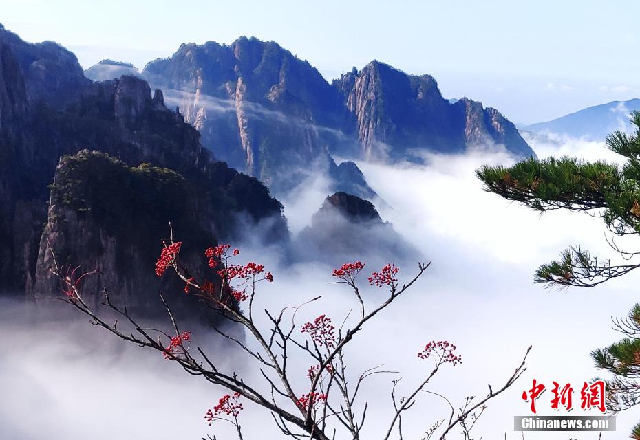 黄山迎来赏秋最佳时节 云雾填满山谷举步皆景