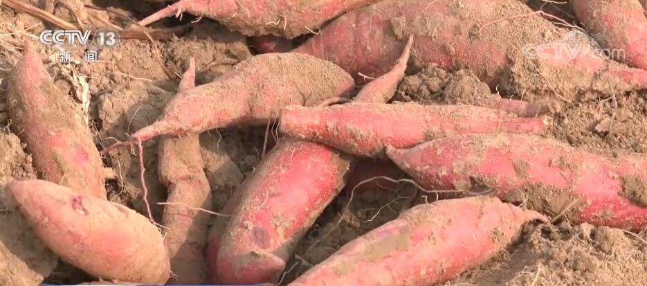 河南清丰3万亩红薯迎丰收 错峰上市效益高