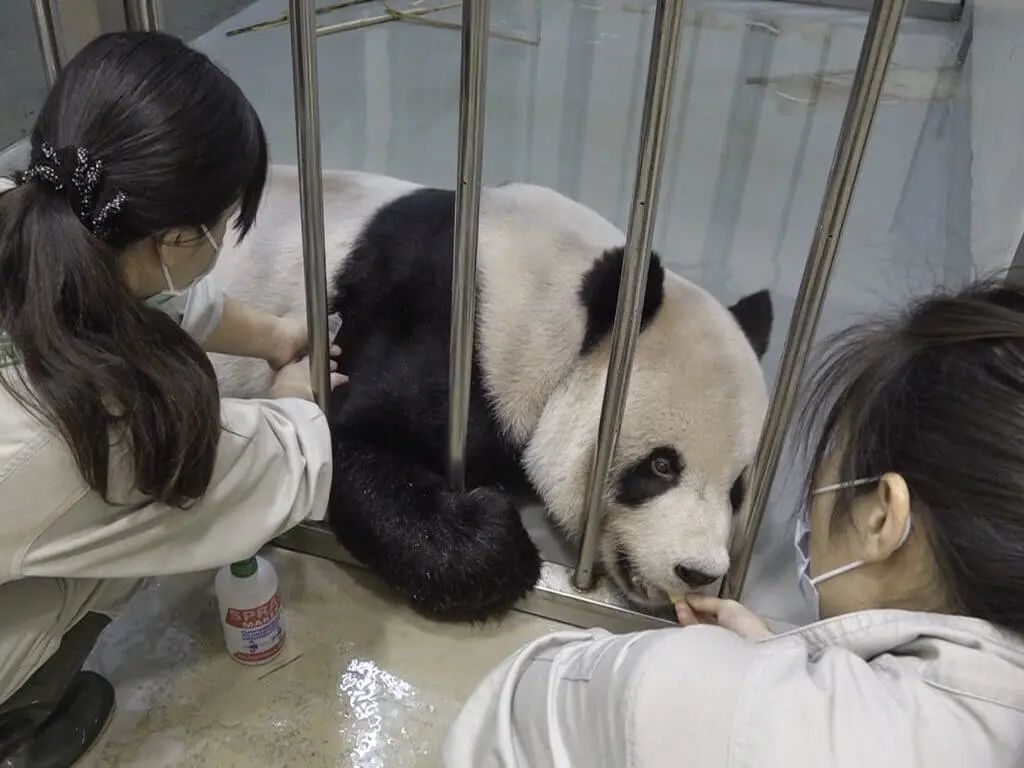 大陆专家抵台！大熊猫“团团”病情最新进展