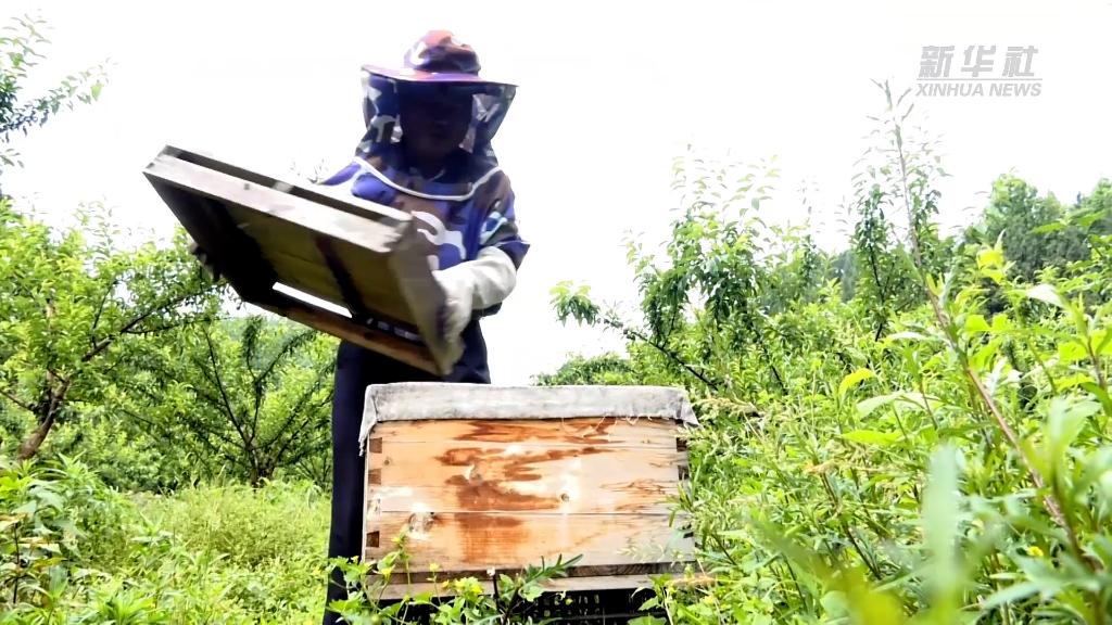 新华全媒+｜贵州遵义：发展生态蜜蜂养殖 打造乡村“甜蜜”事业
