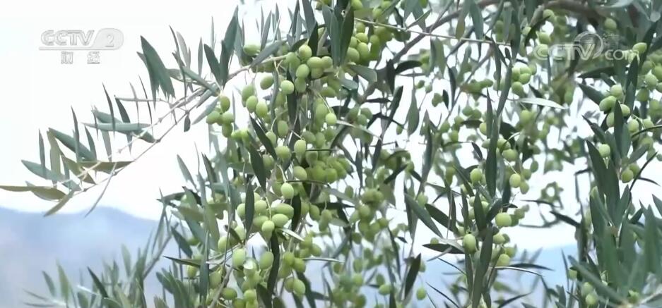 采收进入尾声 甘肃陇南油橄榄鲜果预计增产约20%