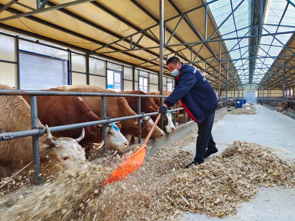 新华全媒+丨黑龙江省宾县肉牛产业发展观察