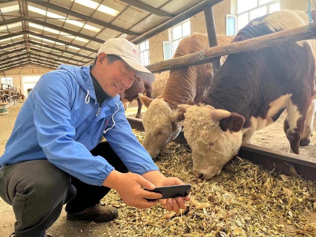 新华全媒+丨黑龙江省宾县肉牛产业发展观察