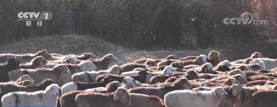 新疆塔城15.2万头牲畜搭上“专车”去过冬