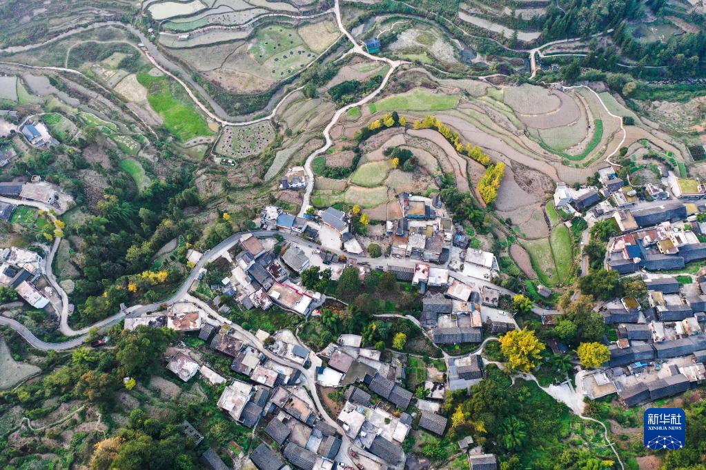 贵阳：古银杏“换装”扮靓美丽乡村