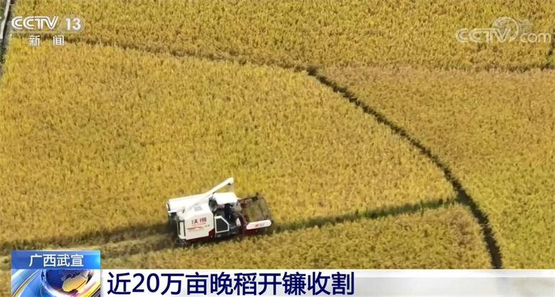 优质稻长势良好 广西武宣近20万亩晚稻开镰收割