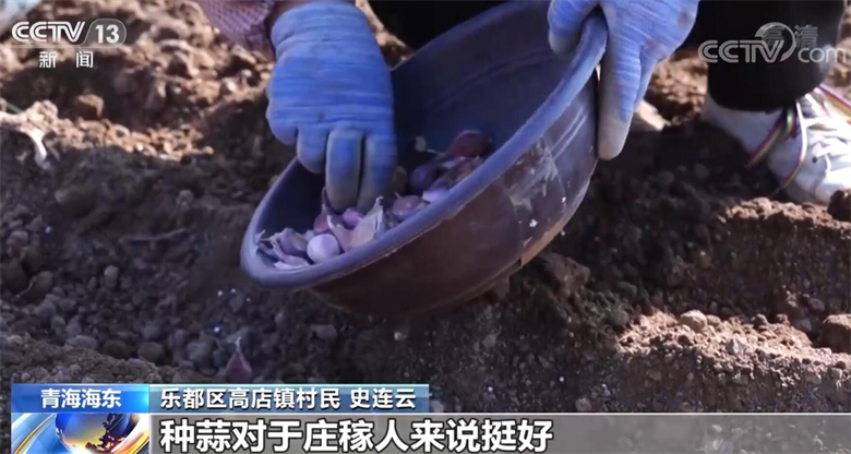 抢抓农时 青海海东万亩紫皮大蒜正在播种