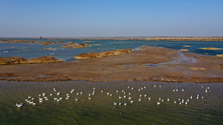 黄河入海口·山东东营：这里有座“鸟类国际机场”