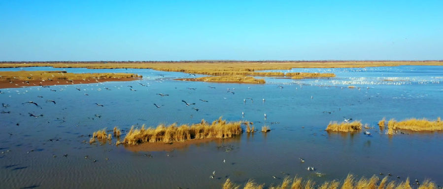 新华空间音频丨这片湿地在呼吸，听见黄河入海口的绿色奇观