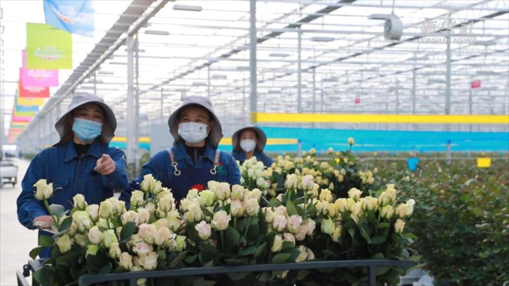 甘肃临夏：家门口的玫瑰花田“托起”她们的乡村振兴梦
