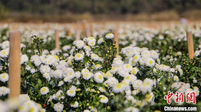 皖南古山村：菊花飄香豐收忙