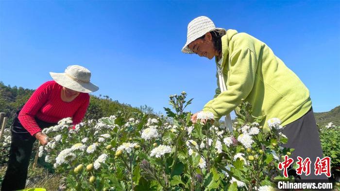 皖南古山村：菊花飄香豐收忙