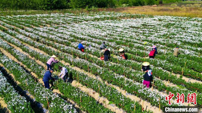 皖南古山村：菊花飄香豐收忙