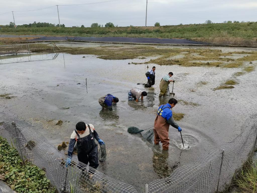 新華全媒+｜“產業(yè)起來了，增收渠道就寬了”——安徽多地鄉(xiāng)村特色產業(yè)發(fā)展直擊