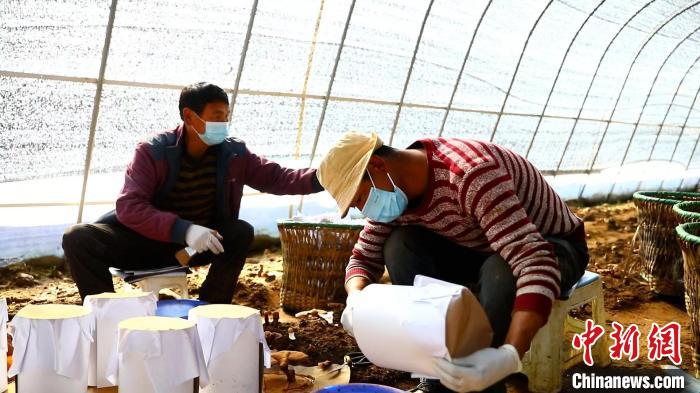 西藏林芝：发展特色产业 带动农民就近就业