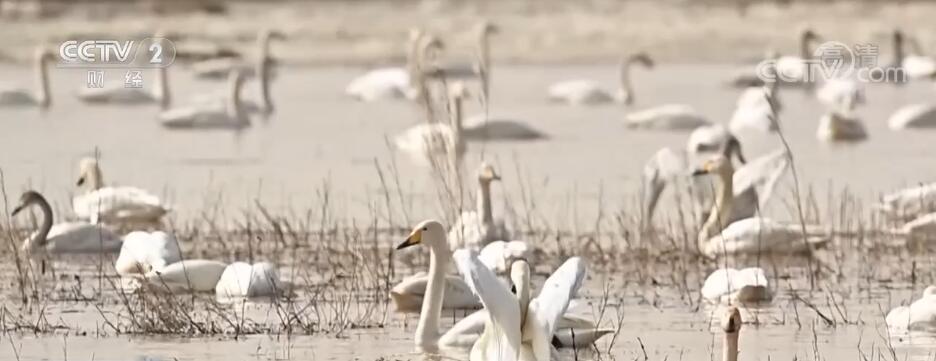 大量候鸟抵达包头黄河国家湿地公园