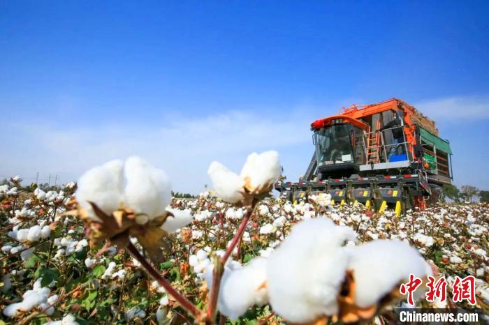 新疆棉花何以跻身世界顶级？