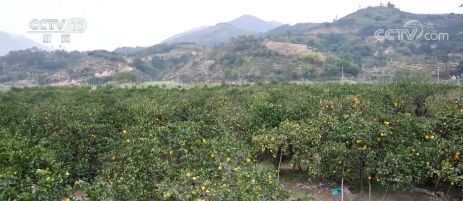 福建福安2万余亩脐橙丰收上市 助力农户增收致富