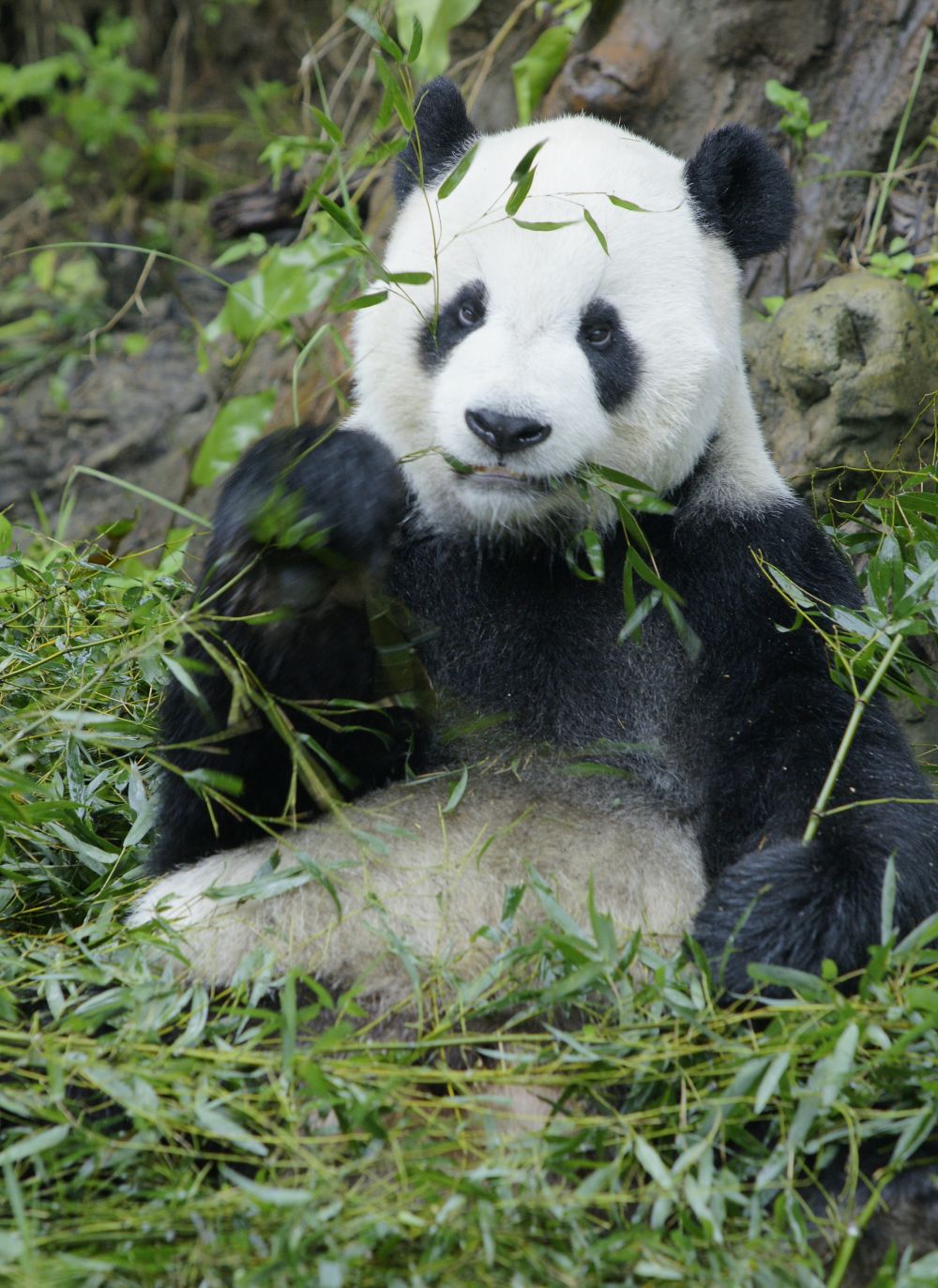 台湾驻点笔记|大熊猫“团团”，感谢你带给两岸同胞的美好回忆！