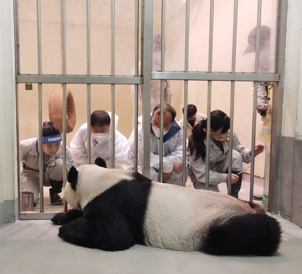 台湾驻点笔记|大熊猫“团团”，感谢你带给两岸同胞的美好回忆！