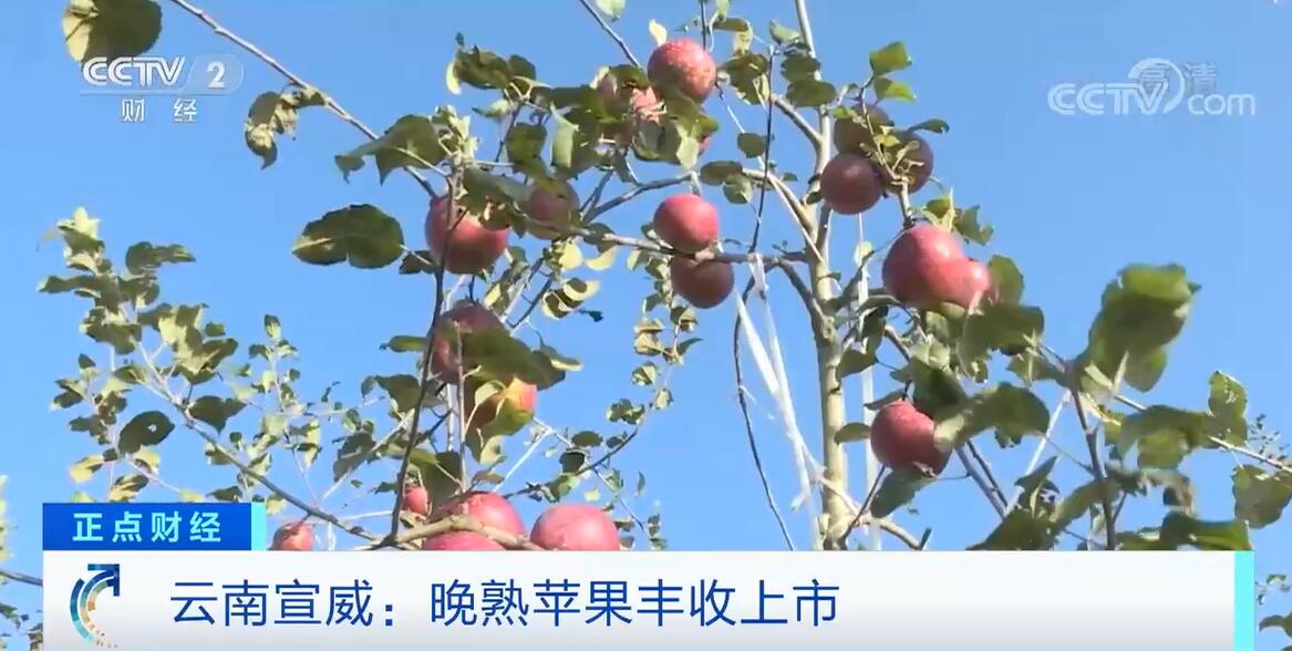 云南宣威晚熟苹果丰收 错峰上市助力农户增收