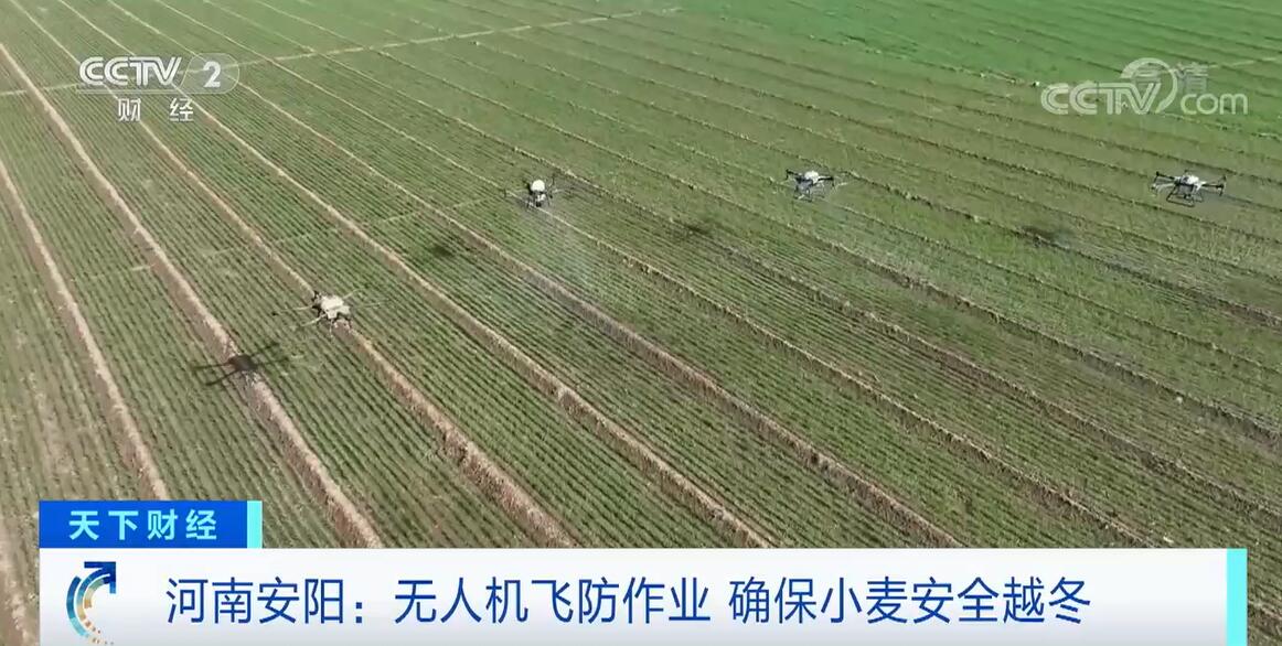 河南安阳开展无人机飞防作业 确保小麦安全越冬