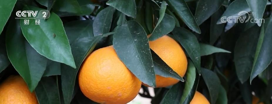柑橘迎丰收 鼓起农民“钱袋子”