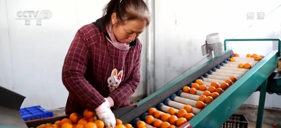 柑橘迎丰收 鼓起农民“钱袋子”