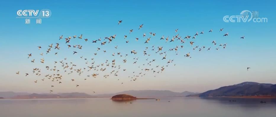 菜子湖国家湿地设置湖边投食区 满足多种类候鸟觅食