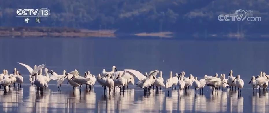 菜子湖国家湿地设置湖边投食区 满足多种类候鸟觅食