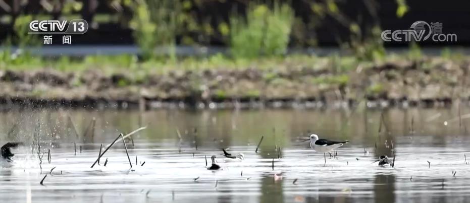 白塔湖湿地迎来大批越冬候鸟 生物多样性不断丰富