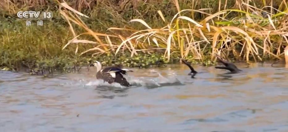 白塔湖湿地迎来大批越冬候鸟 生物多样性不断丰富