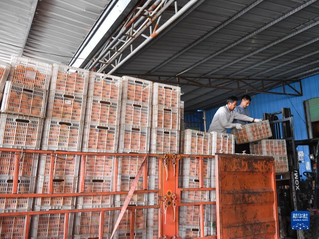 江西信丰：脐橙进入收获季
