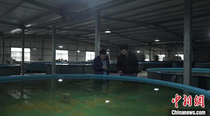 “江南第一名鱼”今年总产量两万余尾 有望畅游黄浦江